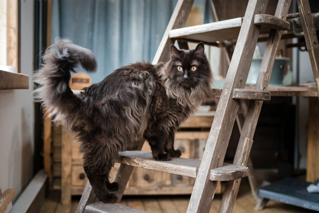 A full-body view of a long-haired black cat standing on a wooden ladder. The cat is in a slightly angled position to the right, its tail is curled and visible with fluffy fur, and it has bright yellow eyes. The background shows other wooden furniture and a window, suggesting an interior.