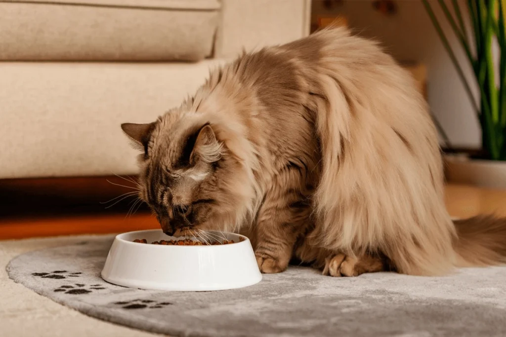  A cat eats from a white bowl on a gray rug with paw prints.