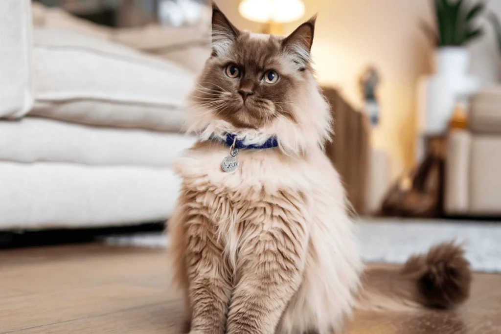 A brown Ragdoll cat sits on a wood floor, wearing a blue collar with a tag.