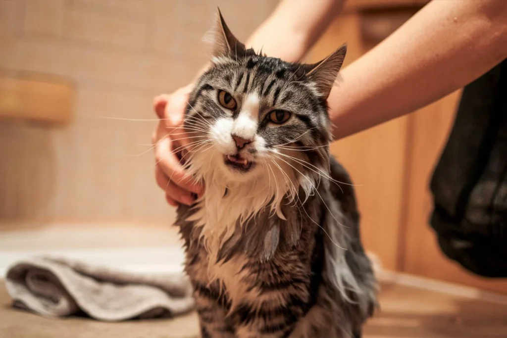 A wet gray tabby cat with a white chest being gently held by a person after a bath, looking unimpressed.