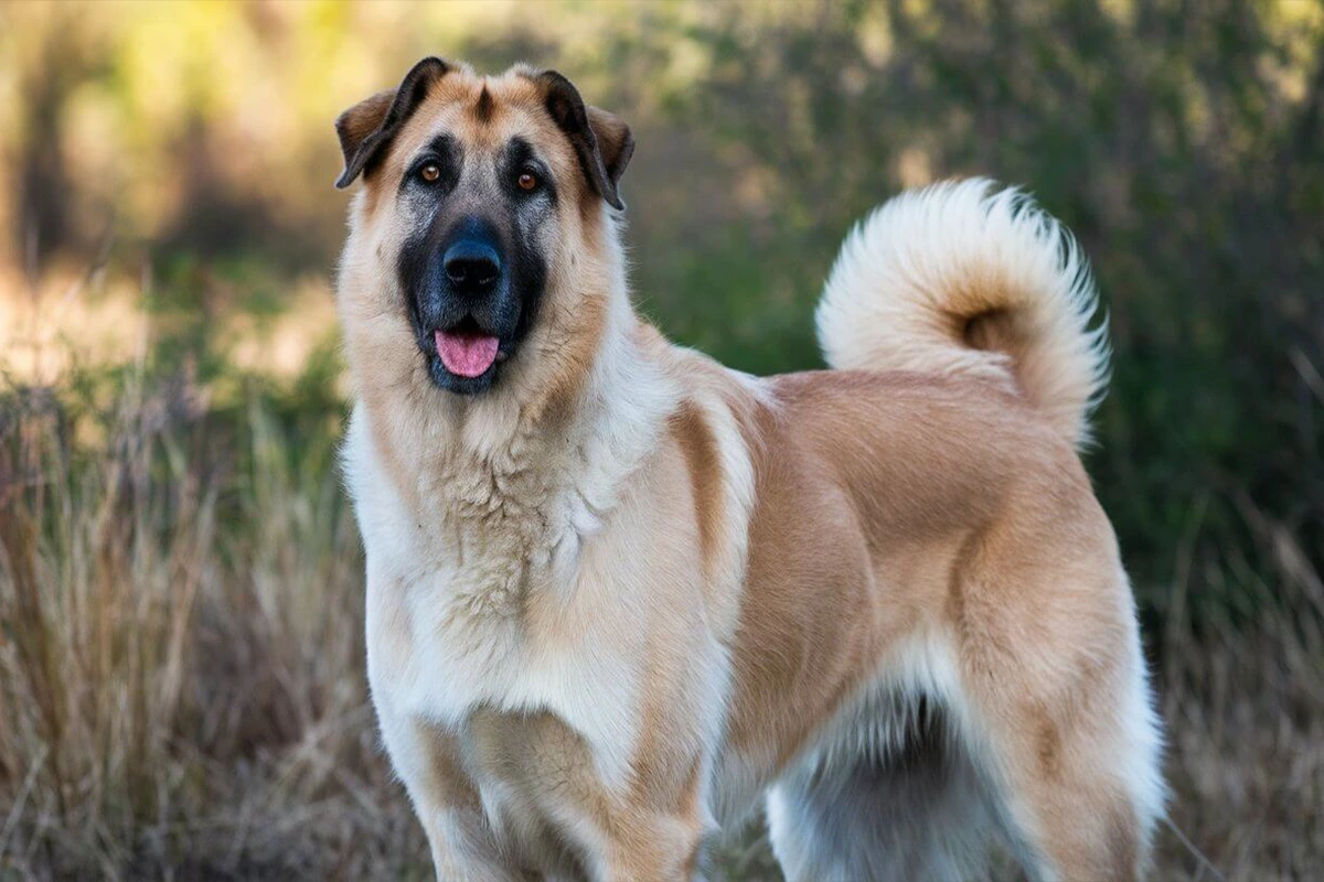 A tan and white Anatolian Shepherd dog stands in a field, facing forward with its mouth slightly open and tongue showing, tail curled upwards.