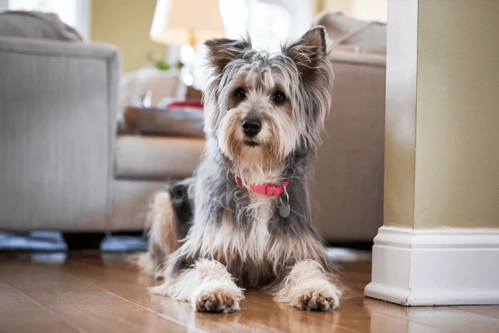 A gray and white fluffy dog with a pink collar sits on a wooden floor indoors