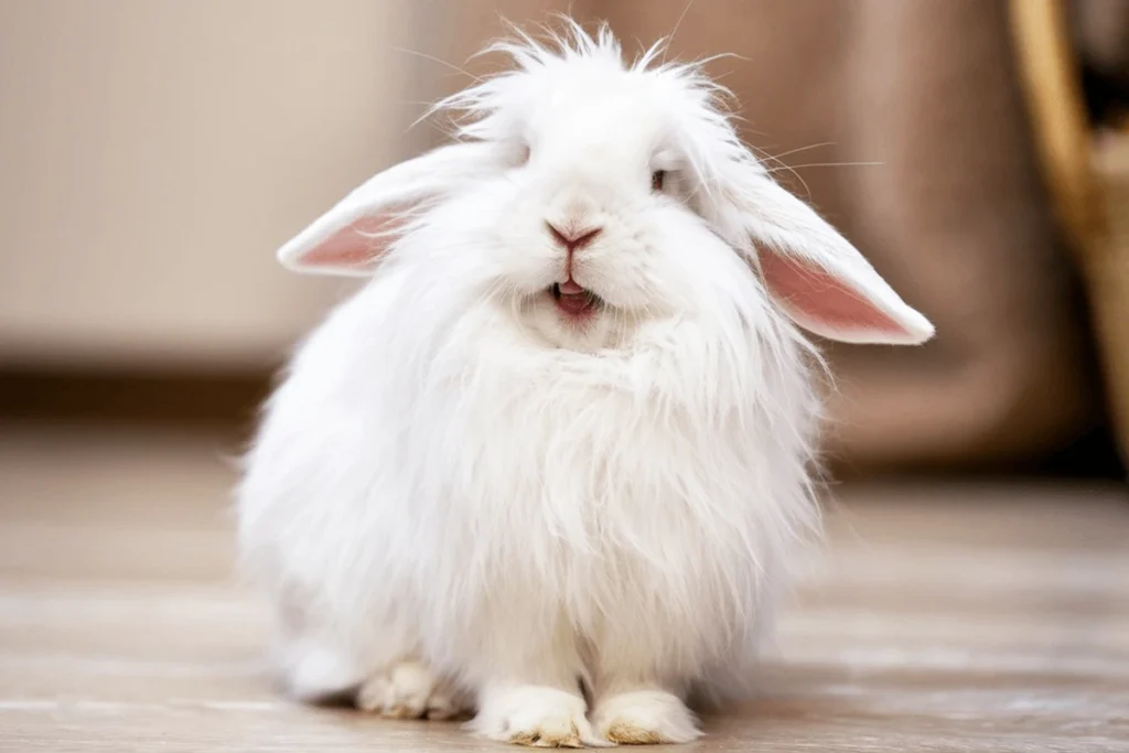 A fluffy, white rabbit with pink ears and mouth open, sitting on a wooden floor.