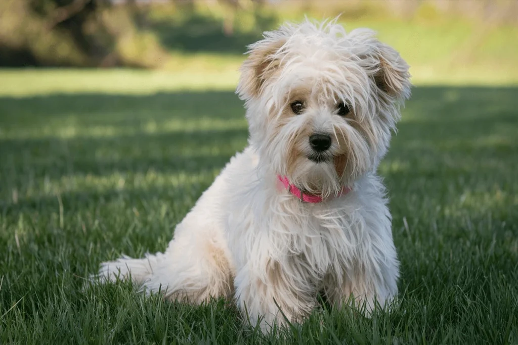 A white fluffy teddy bear dog sitting in the grass with a pink collar.