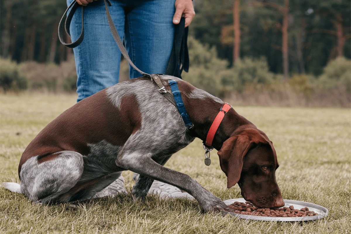 A German Shorthaired Pointer eating from a bowl while leashed and accompanied by its owner