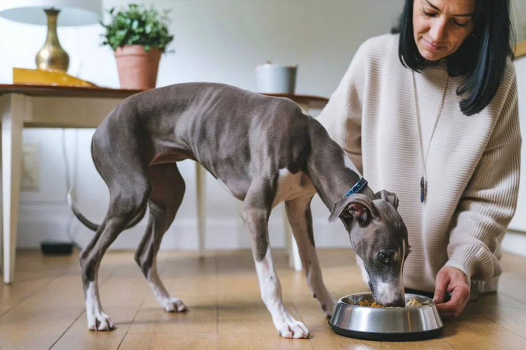 A gray greyhound puppy is eating from a silver bowl on a wooden floor while a woman kneels nearby.