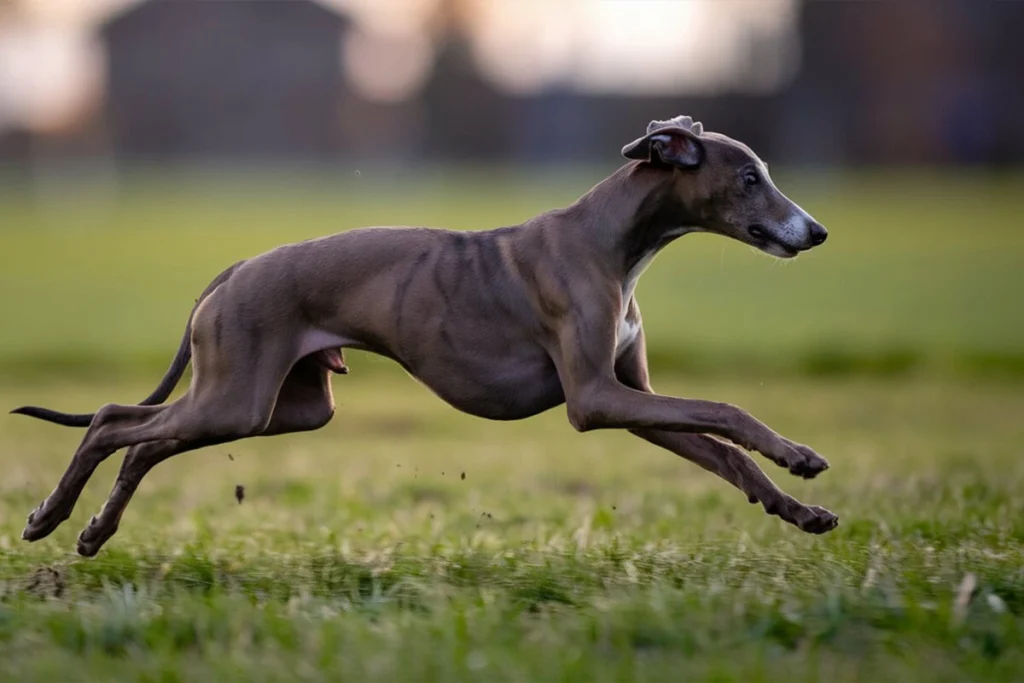 A fast running across a grassy field.