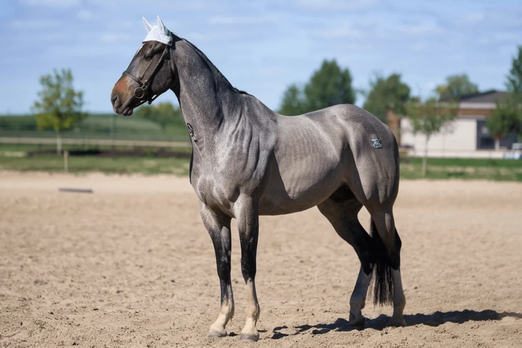 how long do Arabic horses live? A grey horse with a white cap standing on a sandy surface.