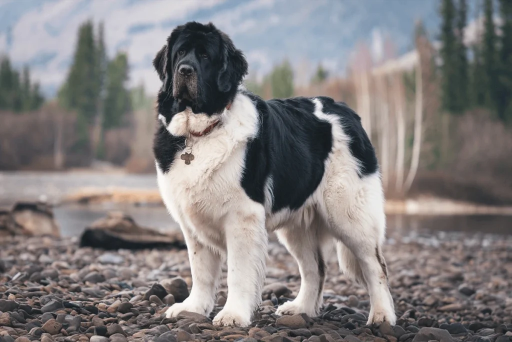 A giant pup stands on a rocky shoreline with trees and mountains in the background.