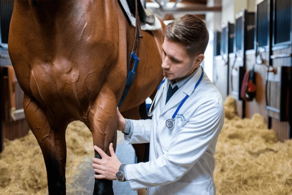 A veterinarian examines the leg of a horse.