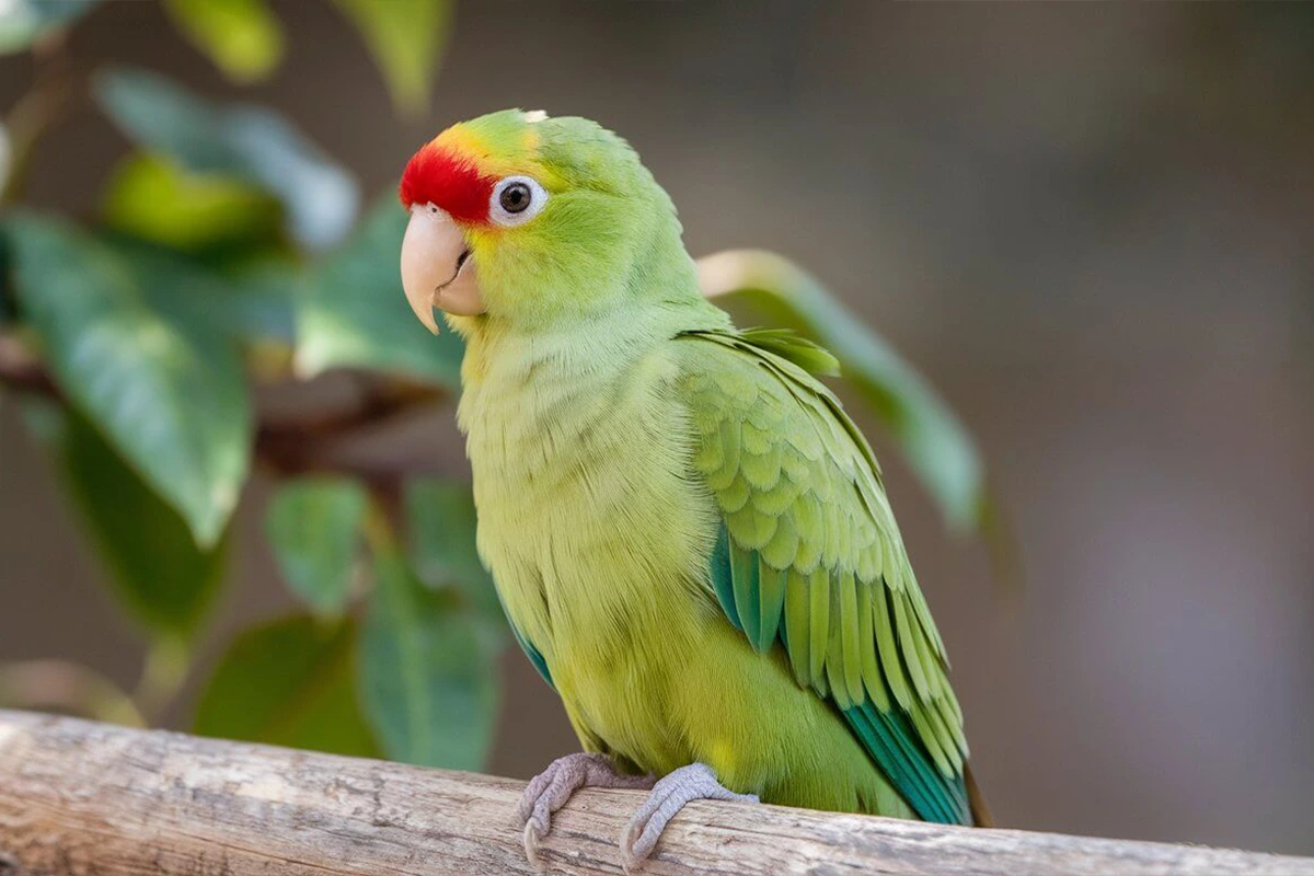 A close-up of a light green quaker parrot perched on a branch.