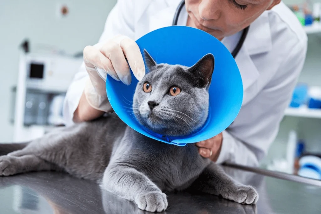 wearing a blue cone of shame is being examined by a vet in a white coat.