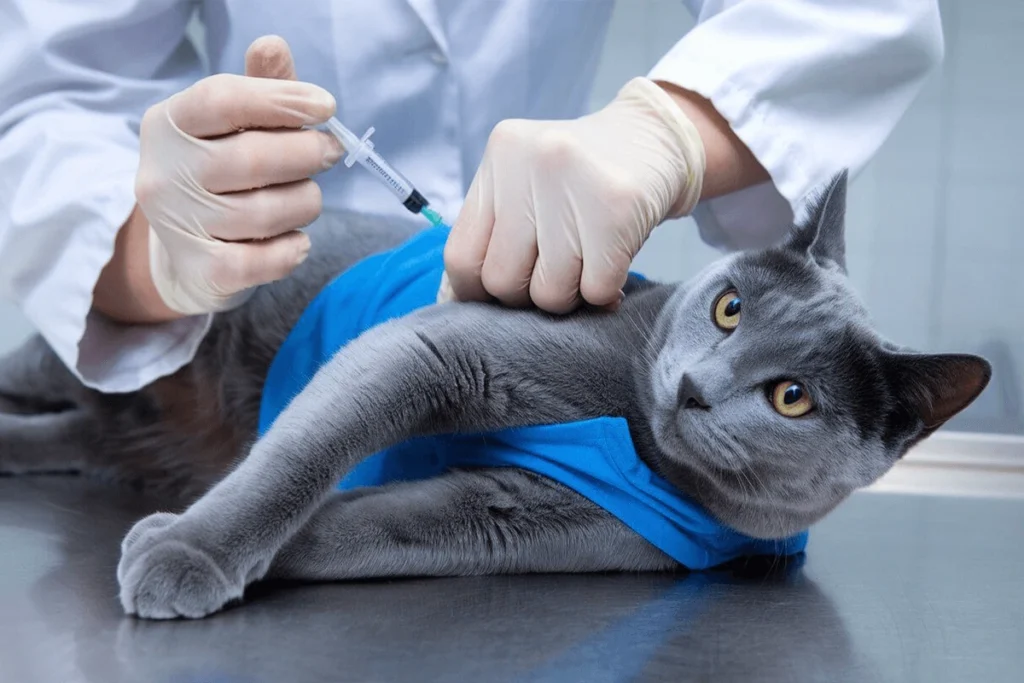 A cat receiving a shot from a veterinarian, wearing a blue cloth to stabilize it, on a metal table.