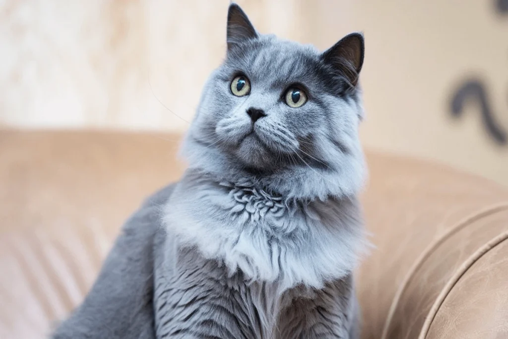 A fluffy Russian Blue cat with green eyes is sitting on a brown couch, looking up