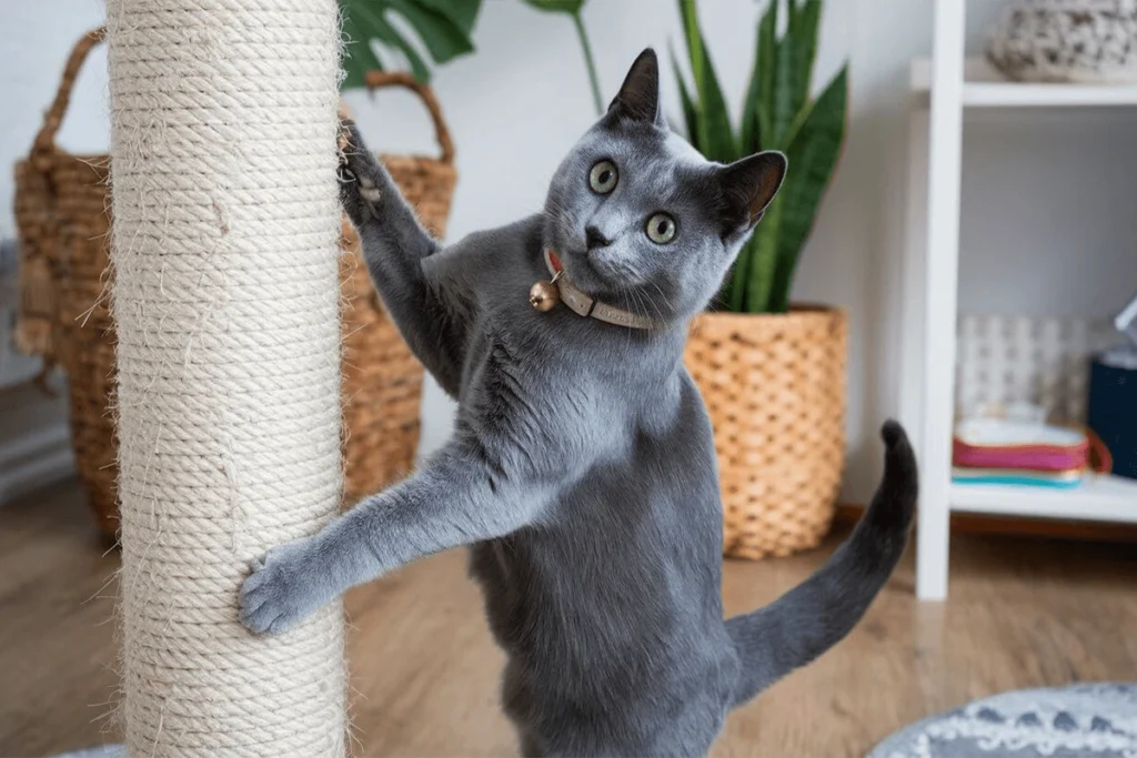 A Russian Blue cat is stretching and scratching on a rope scratching post, with a bell on its collar.