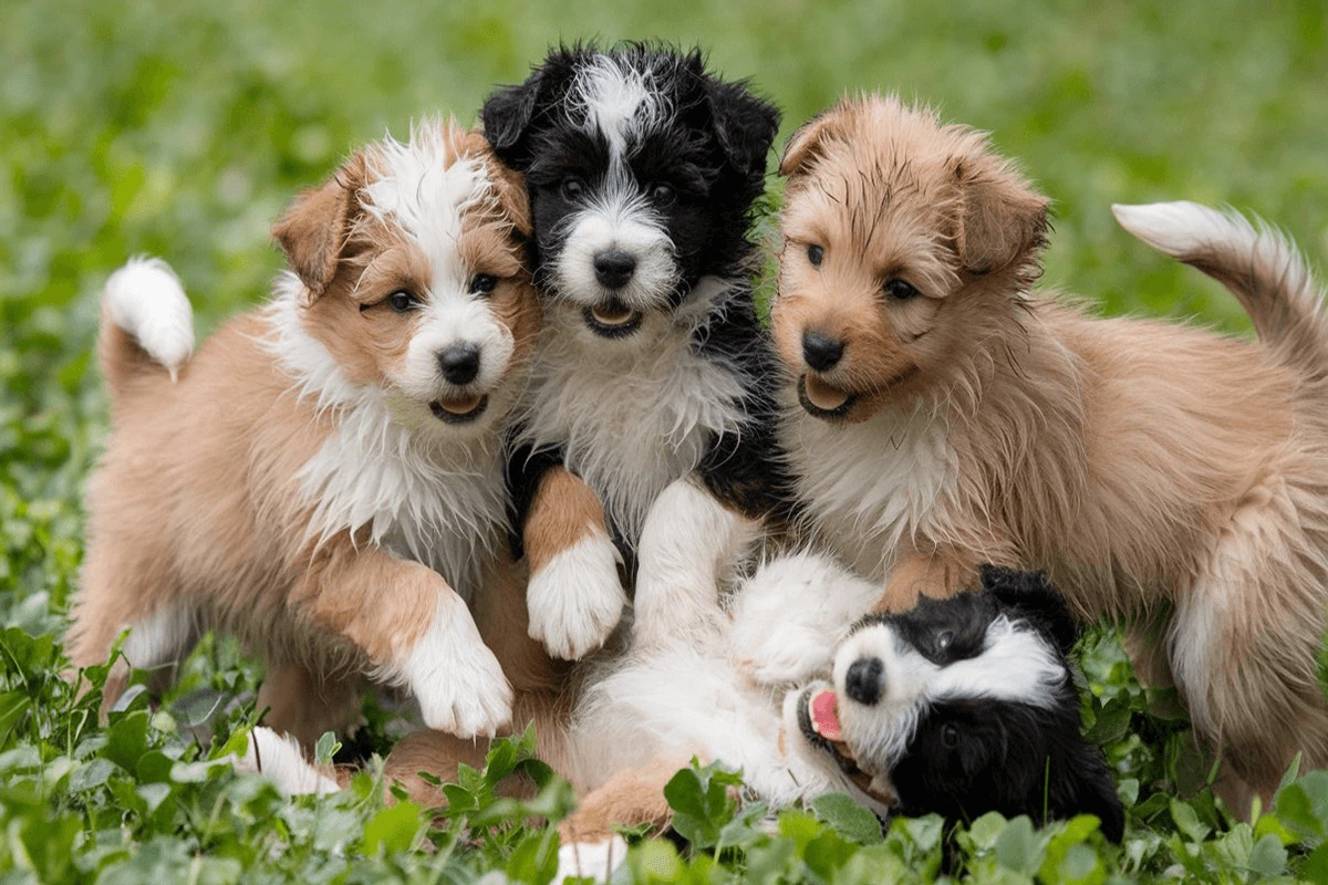 Four fluffy puppies, three light brown and one black and white, are playing in a field of grass.