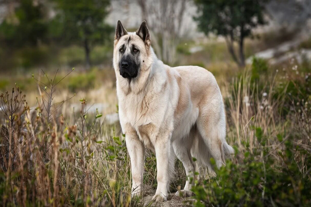 A cream and tan Anatolian Shepherd stands in a field of dry grass with a blurred background of shrubs and trees, looking off to the left.