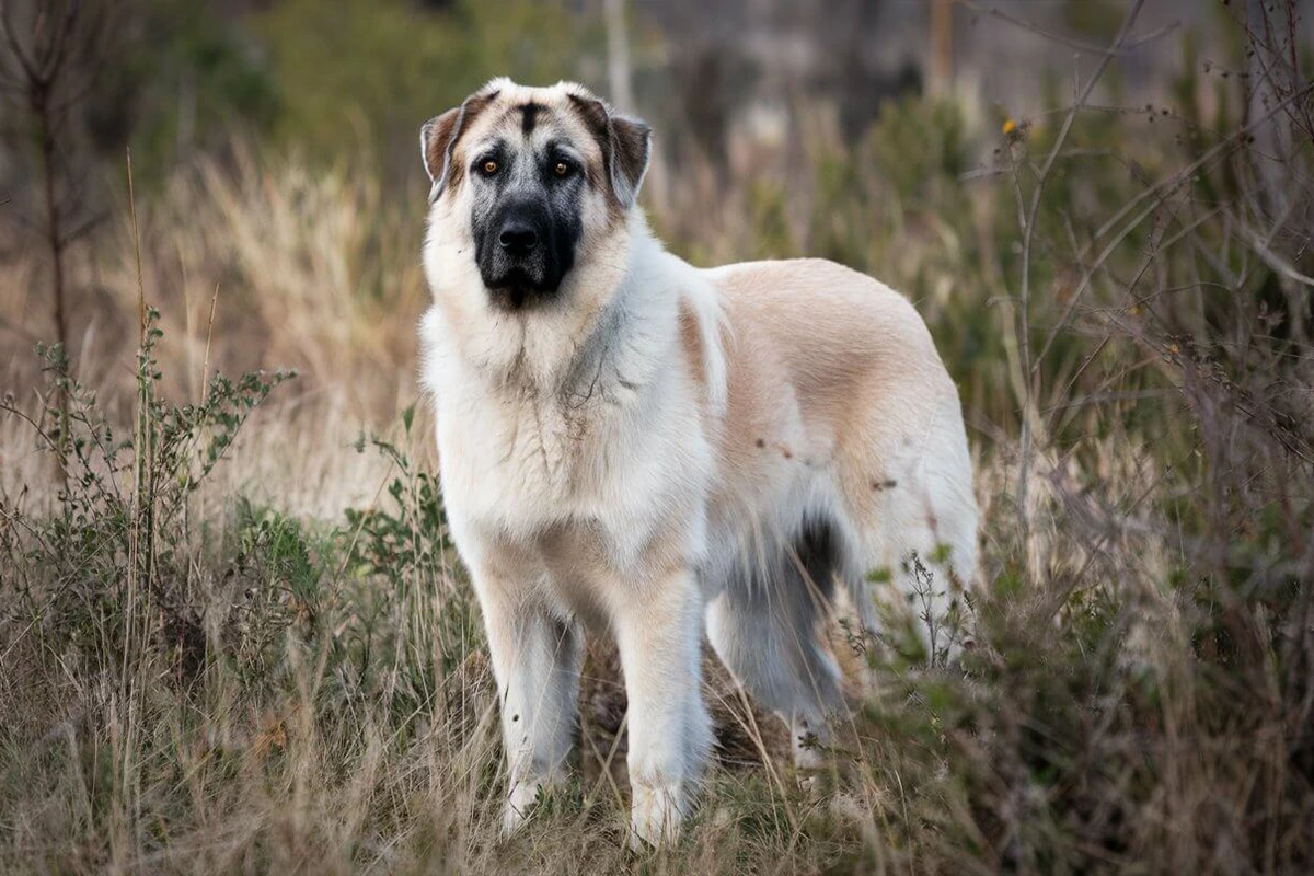 A tan and white Anatolian Shepherd dog stands calmly in a field of tall grass, looking directly at the viewer with a focused expression