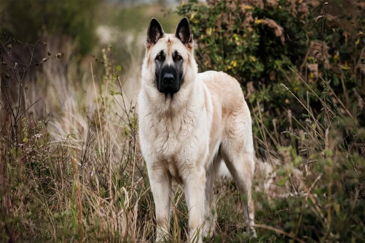 A cream and tan Anatolian Shepherd dog stands facing forward in a field of tall grass with a serious expression on its face.