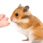 A golden Syrian hamster reaching out to a human finger.