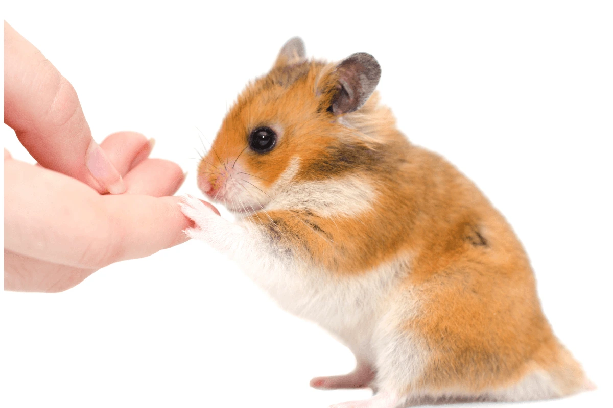 A golden Syrian hamster reaching out to a human finger.