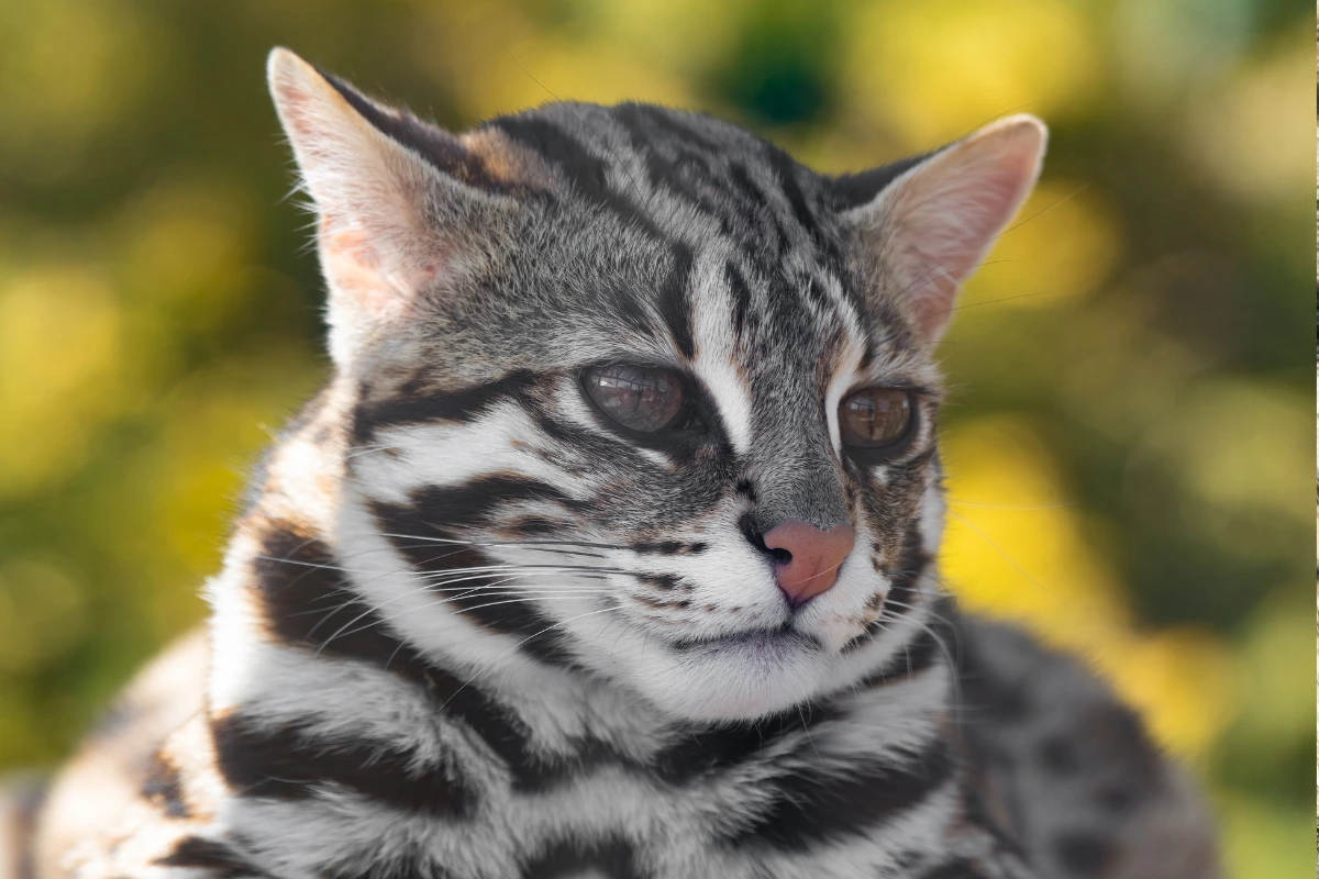 Close-up portrait of an Asian leopard cat with a grey and black striped coat, focused on its face with a pink nose.