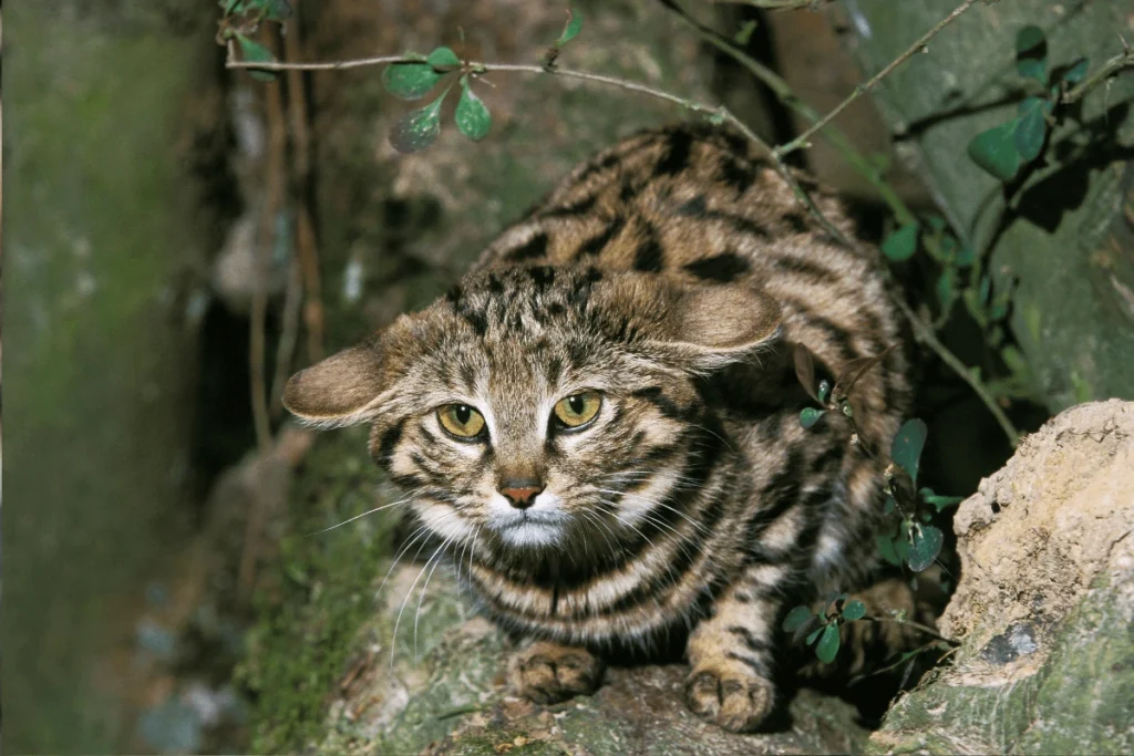 A close-up, eye-level view of a Black-Footed Cat with mottled fur, pointed ears, and piercing green eyes, crouching amidst rocks and foliage.