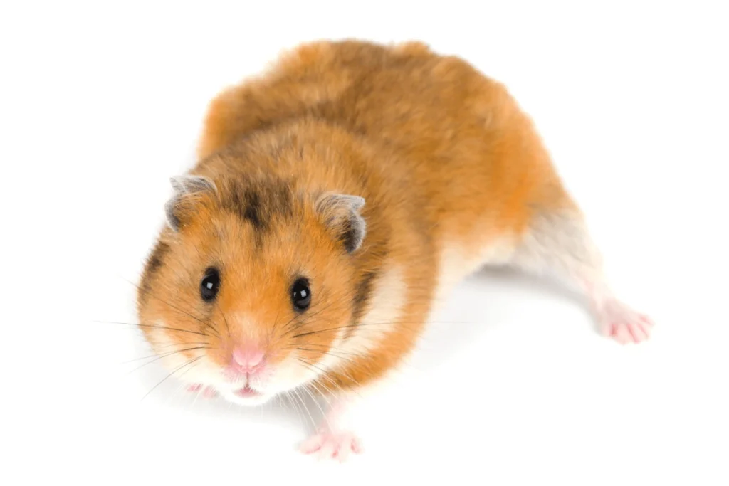 Close-up of a golden Syrian hamster.