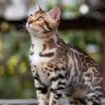 A Bengal cat with spotted fur standing and looking upwards.