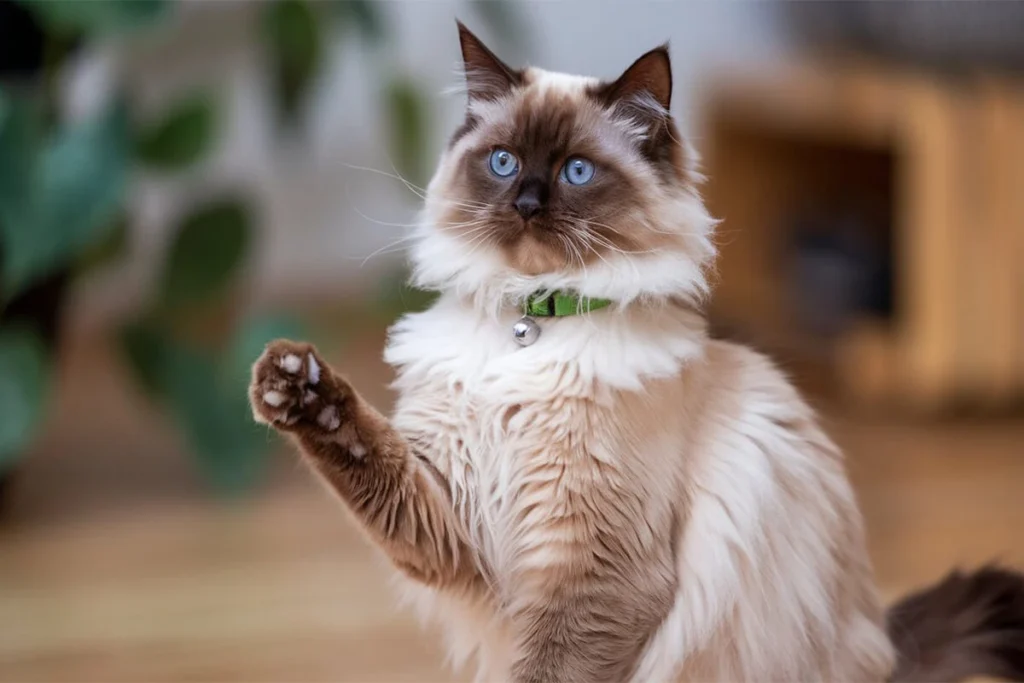 Brown and white Ragdoll cat with blue eyes wearing a green collar.