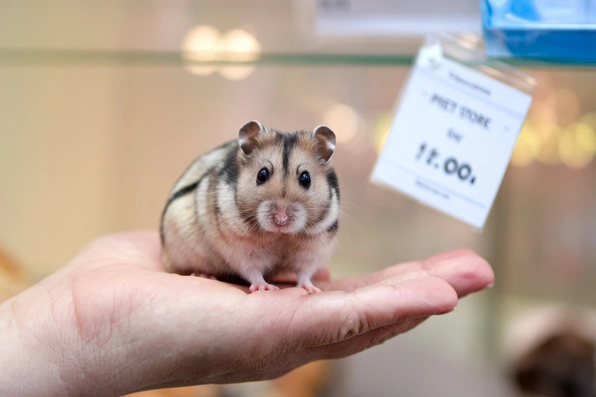 A Chinese Dwarf Hamster sitting in a person's palm, with a price tag indicating it's for sale at a pet store.