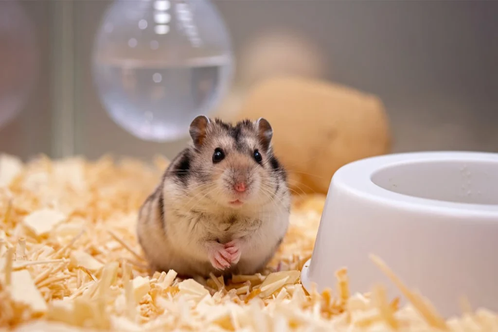 Portrait of a cute Chinese dwarf hamster sitting in bedding.