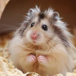 Long-haired Syrian hamster sitting in a wooden house with bedding.