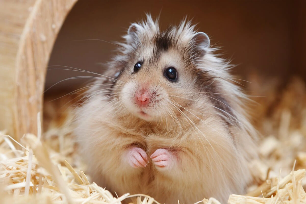 Long-haired Syrian hamster sitting in a wooden house with bedding.