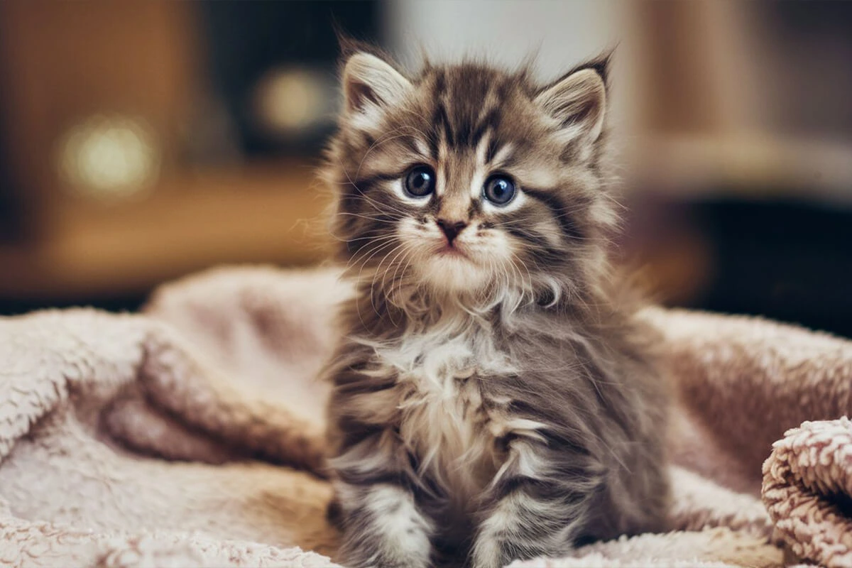 Adorable fluffy tabby kitten sitting on a pink blanket.