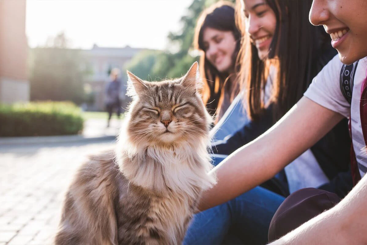 A fluffy brown and white cat with its eyes closed sits in front of a group of smiling students on a sunny day.