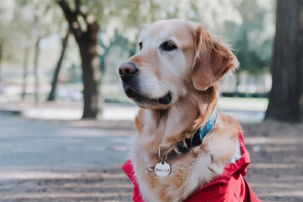 Golden Retriever wearing a blue collar and tag sitting in a park.