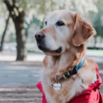 Golden Retriever wearing a blue collar and tag sitting in a park.