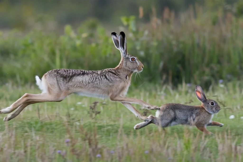 A hare and a rabbit running through a grassy field. Hare and Rabbit Speed Comparison: Even young rabbits are not as fast as hares.