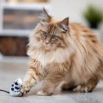 Maine Coon cat playing with a toy mouse.