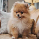 Adorable tan and white Pomeranian one of the Best Fluffy Puppy Breeds sitting on a couch