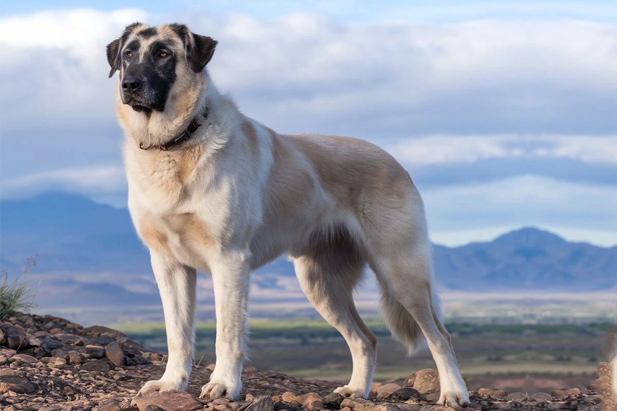 Anatolian Shepherd Guardian Overlook