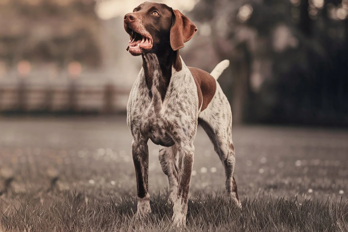 German Shorthaired Pointer with a grizzled coat standing in a field.