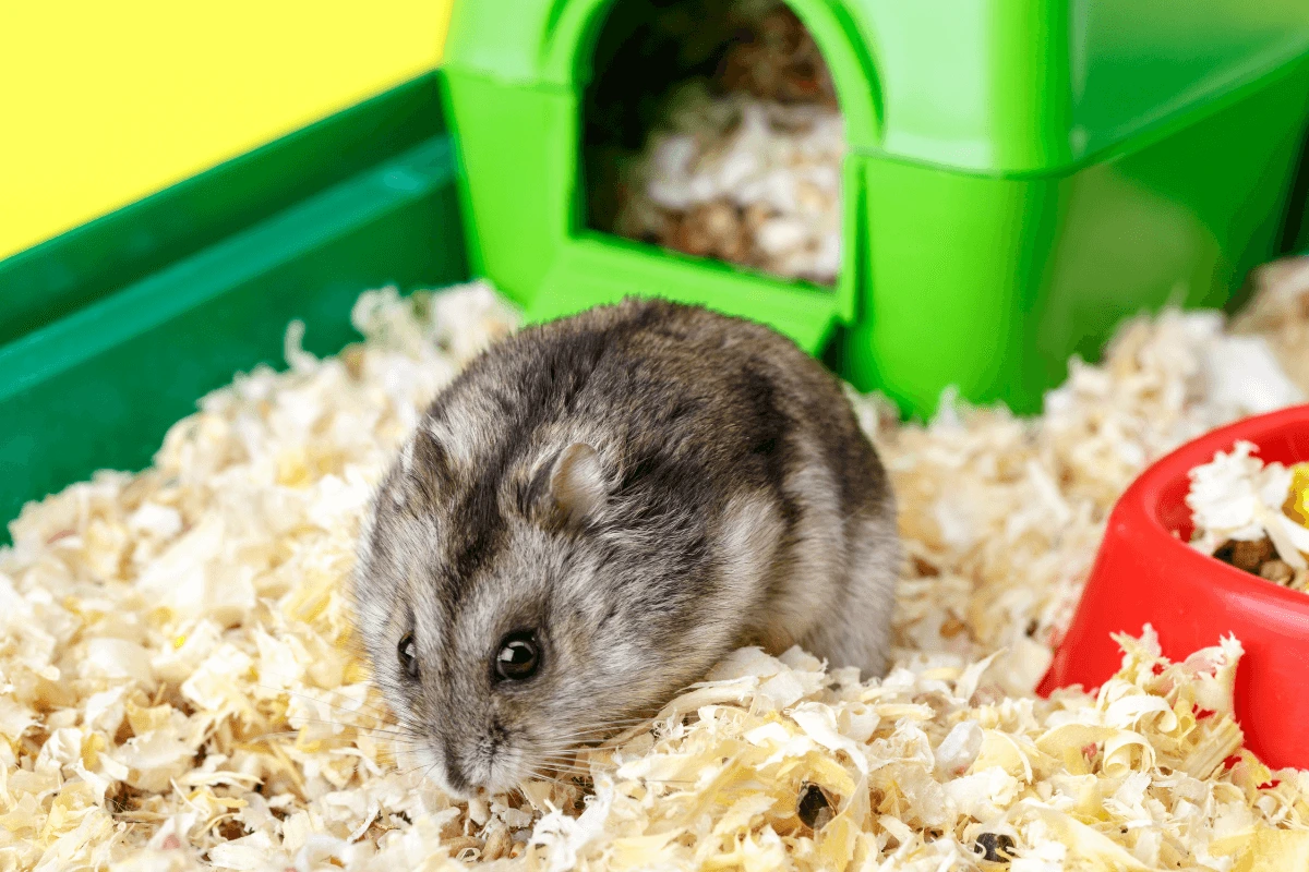 Gray and white Chinese dwarf hamster sitting in wood shavings near a green hamster house.