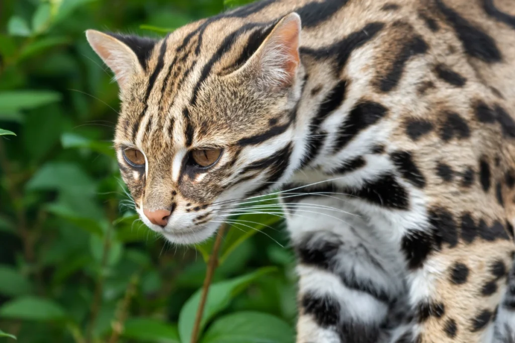 Asian leopard cat standing near green foliage, showing off its distinctive black-spotted, brown coat.