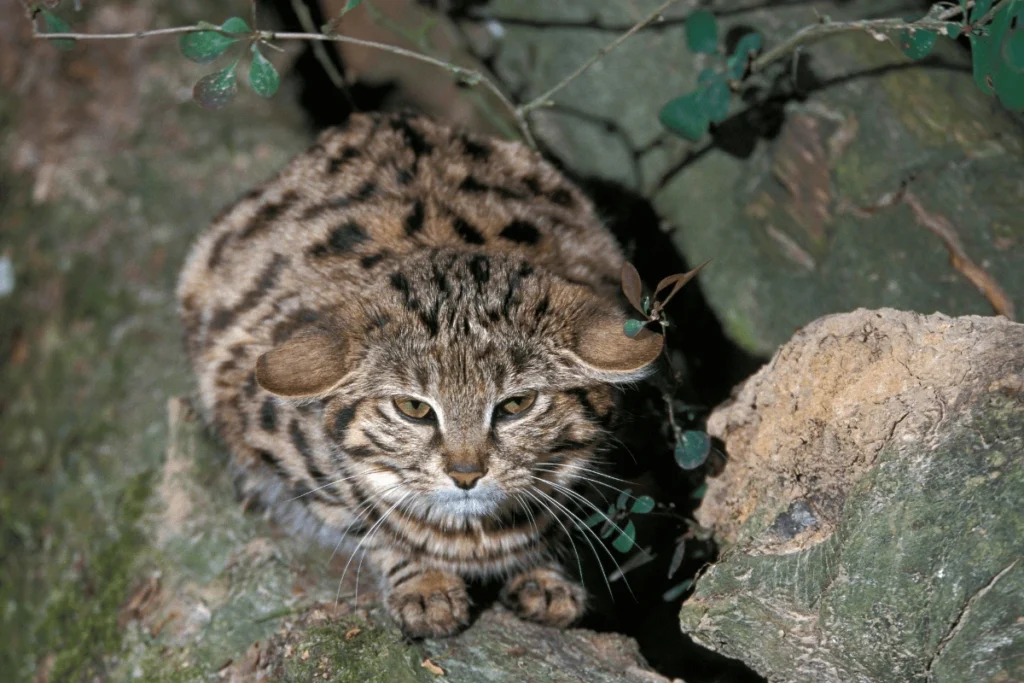 A top-down view of a Black-Footed Cat with distinctive mottled fur, prominent ears, and striking green eyes, crouching low amongst rocks.