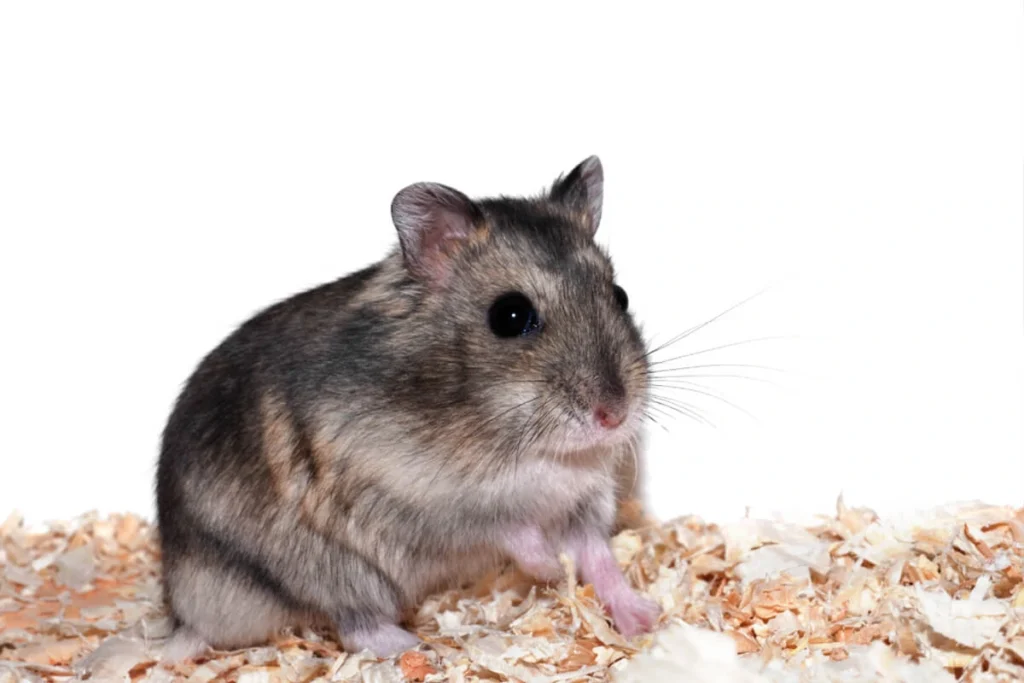 Gray and white Chinese dwarf hamster standing on wood shavings, isolated against a white background.