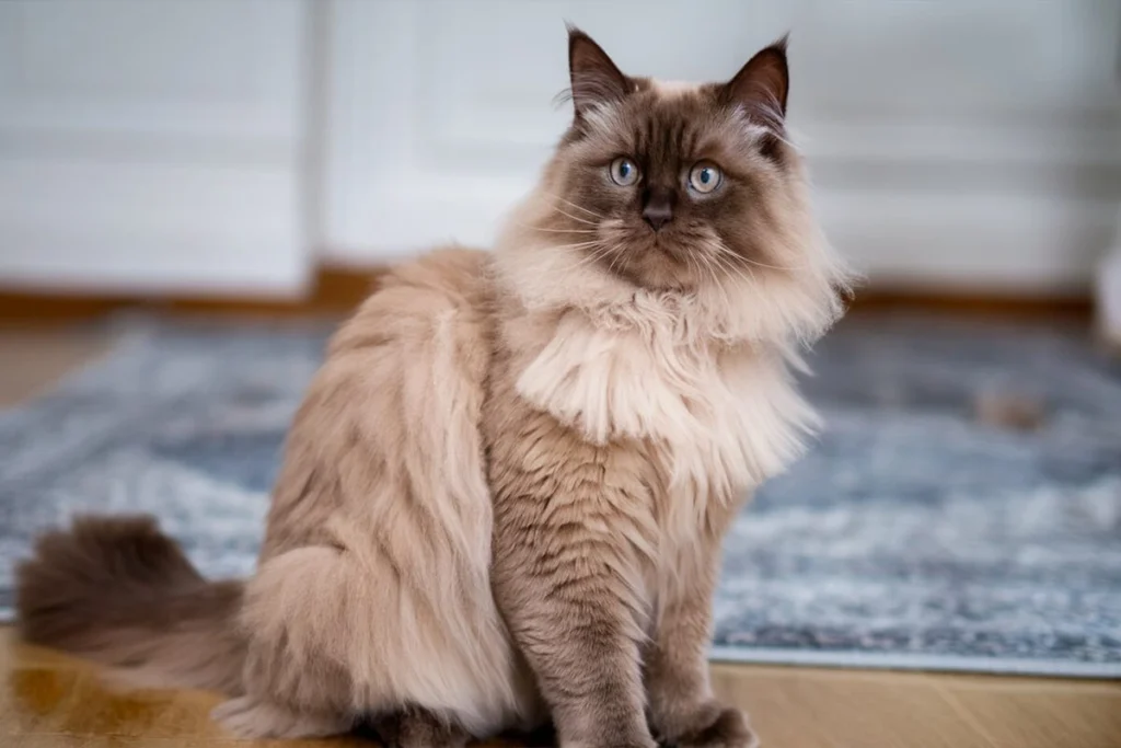 Ragdoll cat sitting on a hardwood floor.