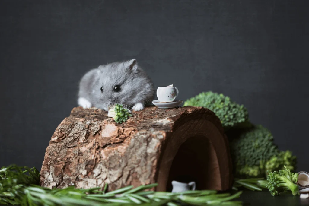 Gray Chinese dwarf hamster on log with broccoli and a tiny teacup.