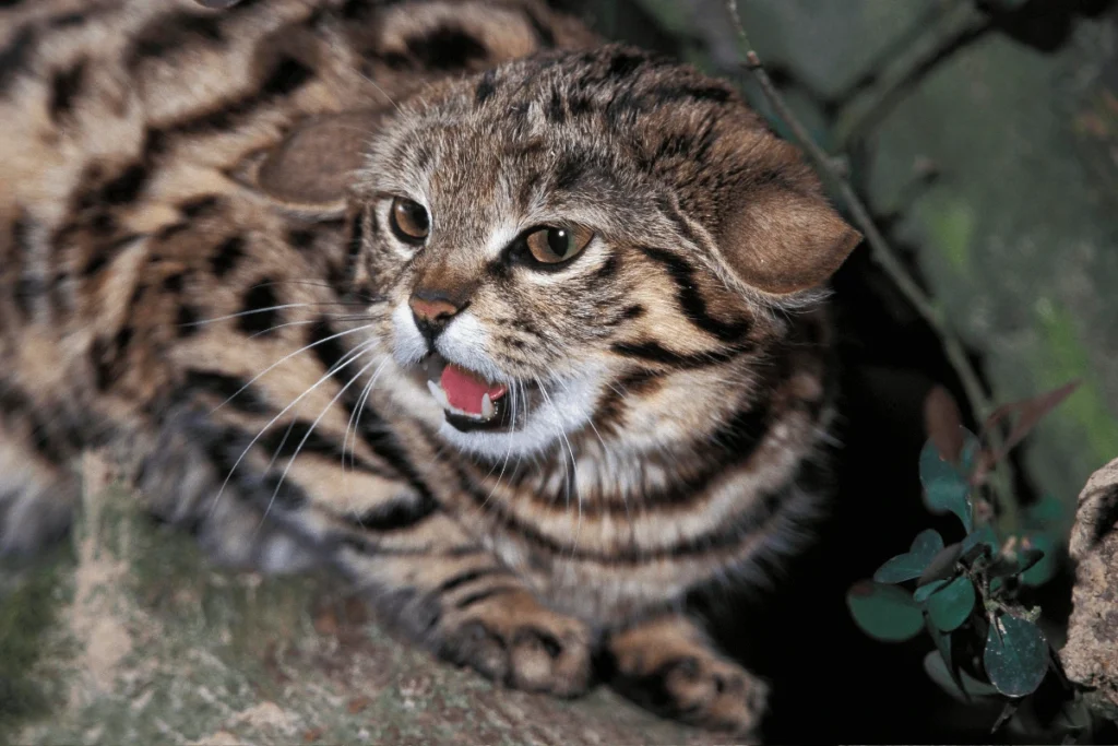 A side view of a Black-Footed Cat with mottled fur and prominent ears, with its mouth slightly open, revealing tiny teeth.